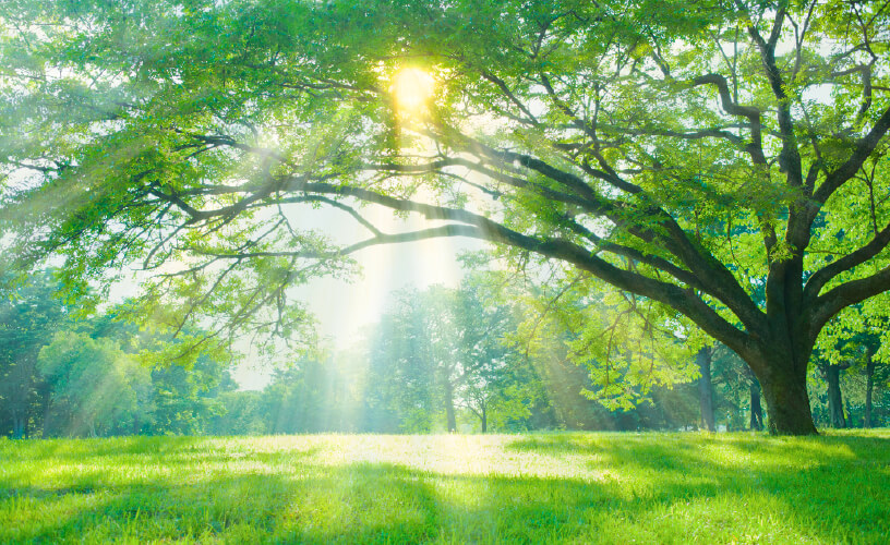 Green forest